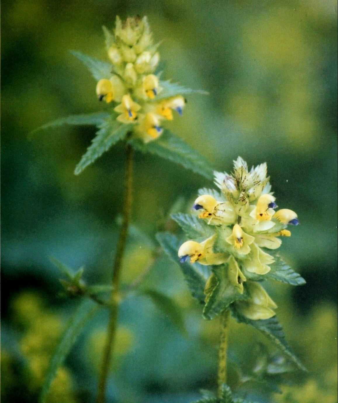 Rhinanthus riphaeus